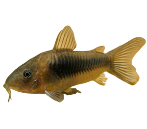 Corydoras Catfish