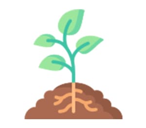 Crypt Rot-related holes in plant leaves Solution