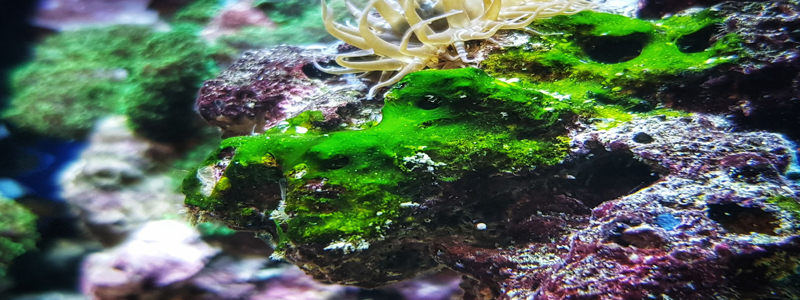 Cyanobacteria Or Spirulina Algae