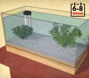 Cycling Your Tank