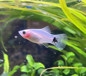 Dalmatian Platy