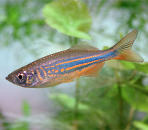 Danios