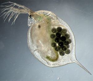 Tiny Insects and Daphnia