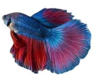 Delta Betta