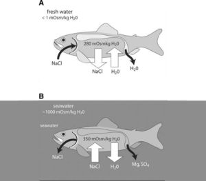 difference-between-saltwater-and-freshwater-fish