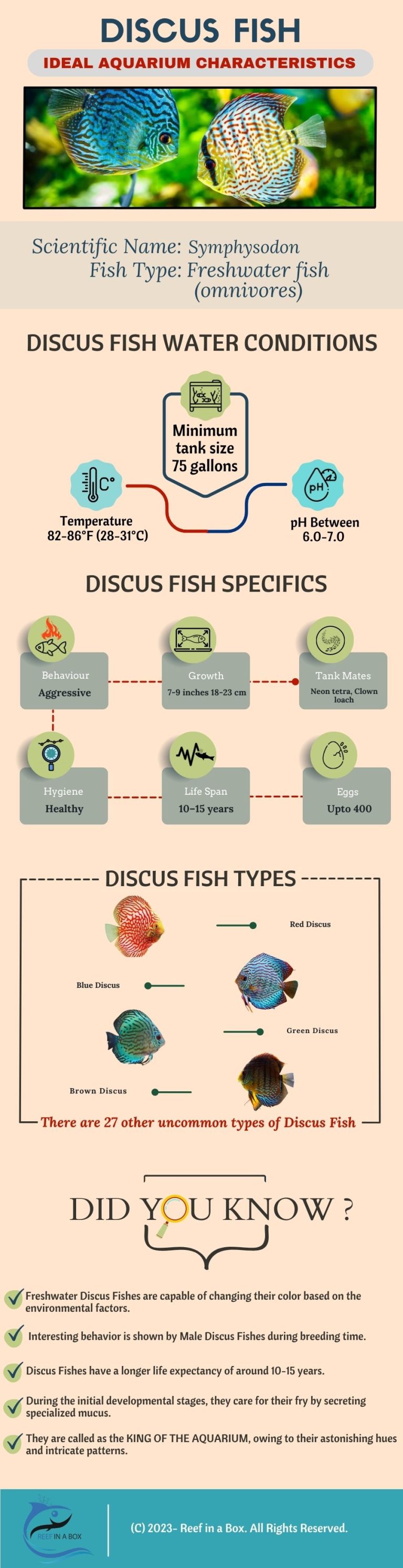 Discus Facts Discus Fish - Types and Interesting Facts With Infographic