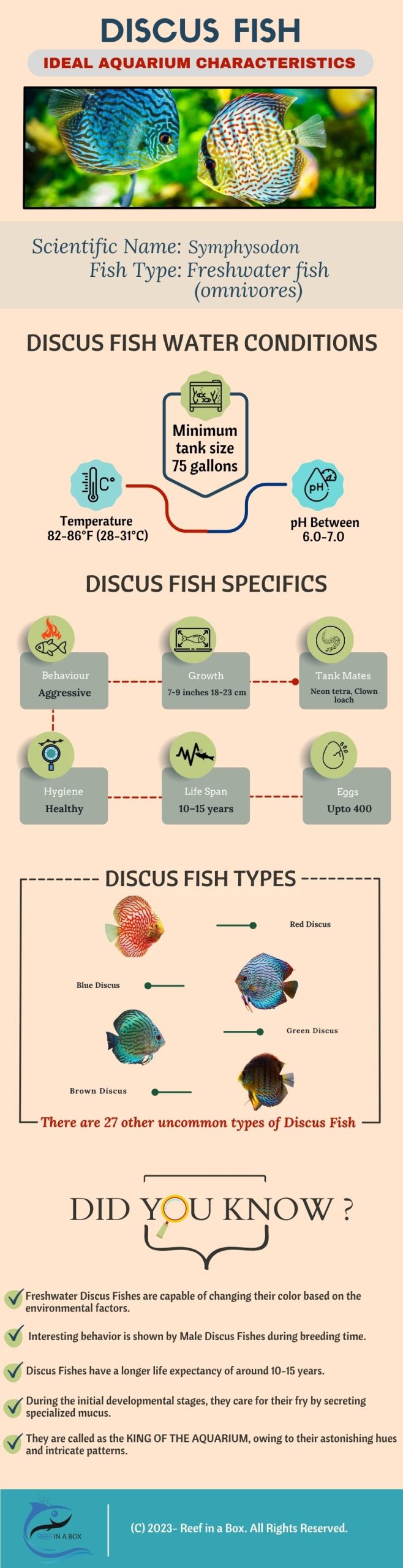 Discus Fish 