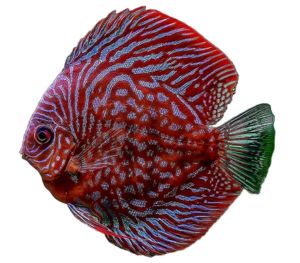 Discus Fish