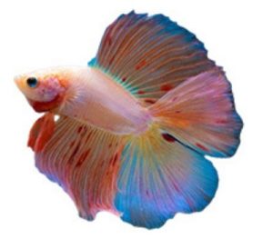 Double Tail Betta