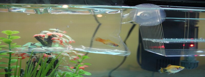 How To Drip Acclimate Saltwater Fish?