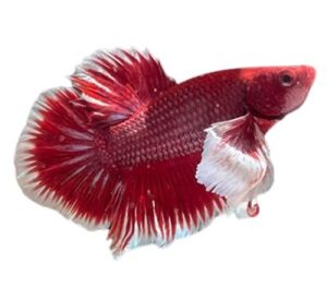 Dumbo Betta