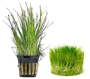 Dwarf Hairgrass 