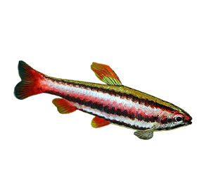 Dwarf Pencilfish