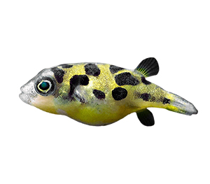 Dwarf Pufferfish
