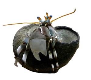 Dwarf Zebra Hermit Crabs 