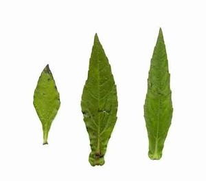 Eclipta Alba Leaves