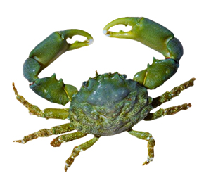 Emerald Crab