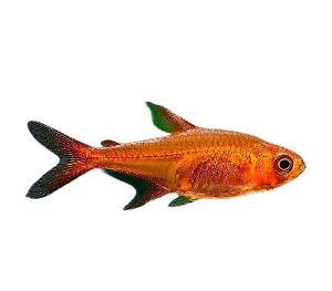 Ember tetras