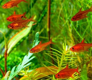 Ember Tetras