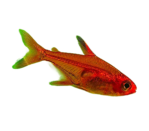 Ember Tetras 