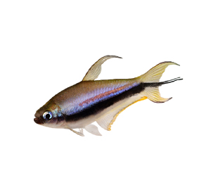 Emperor Tetra