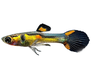 Endler's Livebearers