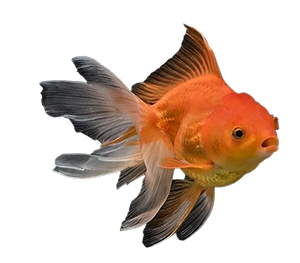 Fantail Goldfish