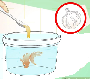 Feed your Fish Garlic