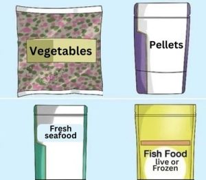 Feeding & Nutrition of Freshwater Aquarium Sharks