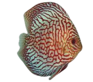 Fine Line Snakeskin Discus 