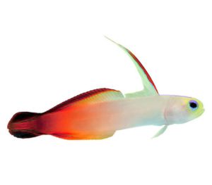 Firefish Goby