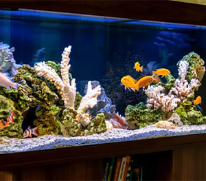 Fish Tank