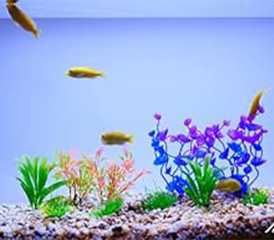 Fishdance Aquarium Plants