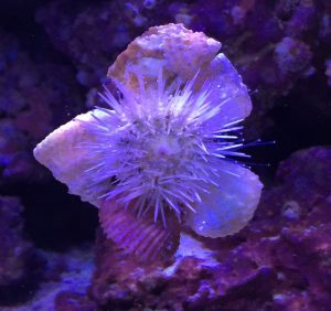 Fred, the pincushion sea urchin