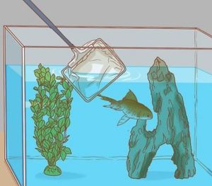 Frequently Maintaining & Cleaning The Aquarium