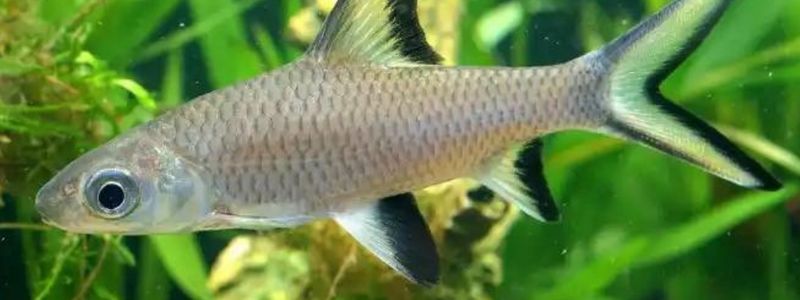 Freshwater Aquarium Sharks