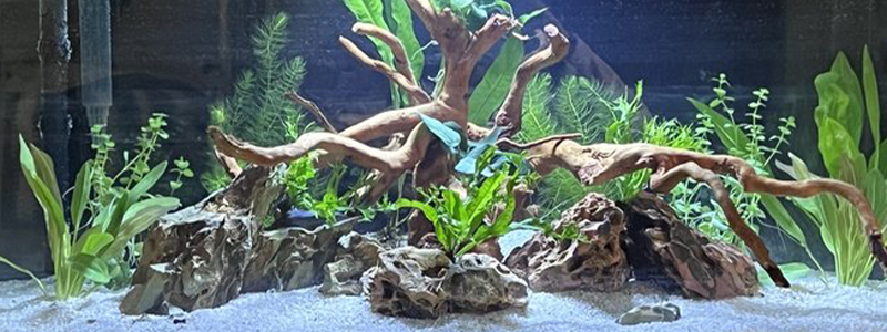 Freshwater Fish For 40 Gallon Tank