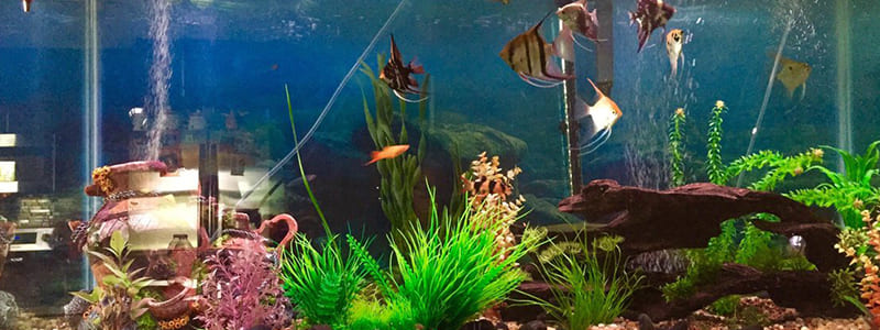 Freshwater Fishes for 55 Gallon Fish Tank