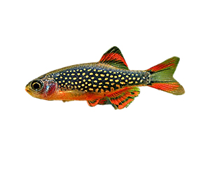 Galaxy Rasbora