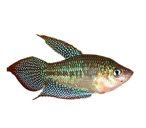 Gourami Sparkling