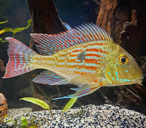 Geophagus