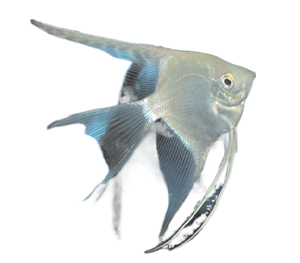 Ghost Angelfish 