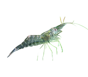 Ghost Shrimp
