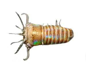 Giant Bobbit Worm