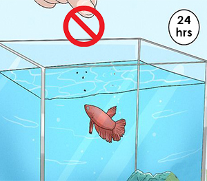 Giving Your Fish a Break from Feeding: