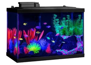 GloFish NV33823