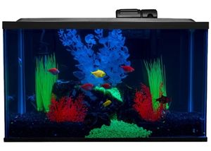 Glofish NV33900