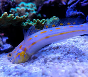 Gobies that Sift Sand