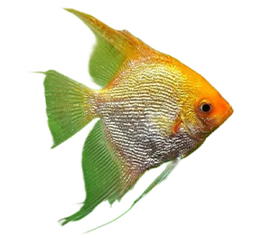 Gold Angelfish