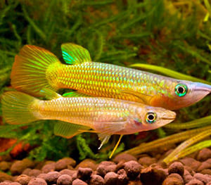 Golden Wonder Killifish